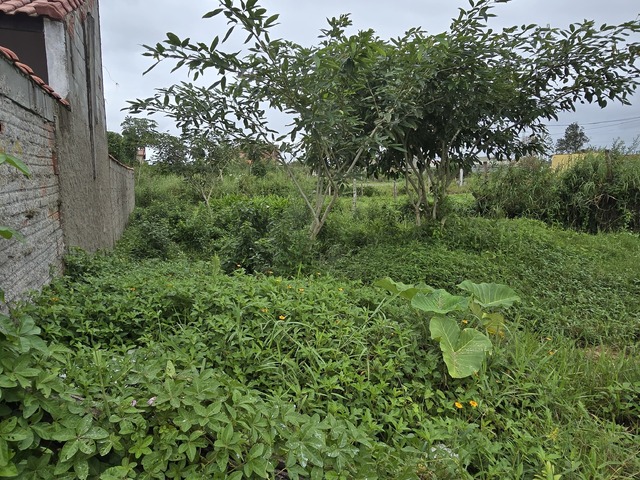 #T021 - Terreno para Venda em Itanhaém - SP - 1